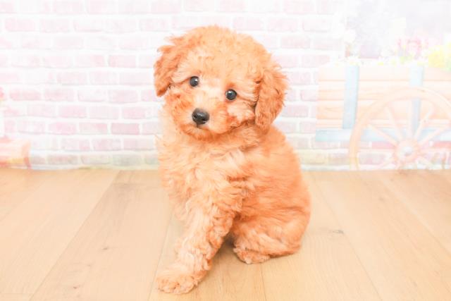 宮城県のトイプードル(トイ) (Coo&RIKU石巻店/2025年11月1日生まれ/男の子/レッド)の子犬の2枚目の画像