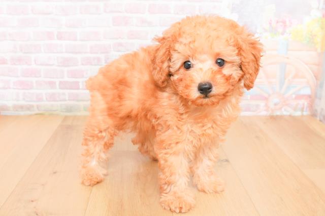 宮城県のトイプードル(トイ) (Coo&RIKU石巻店/2025年11月1日生まれ/男の子/レッド)の子犬の3枚目の画像