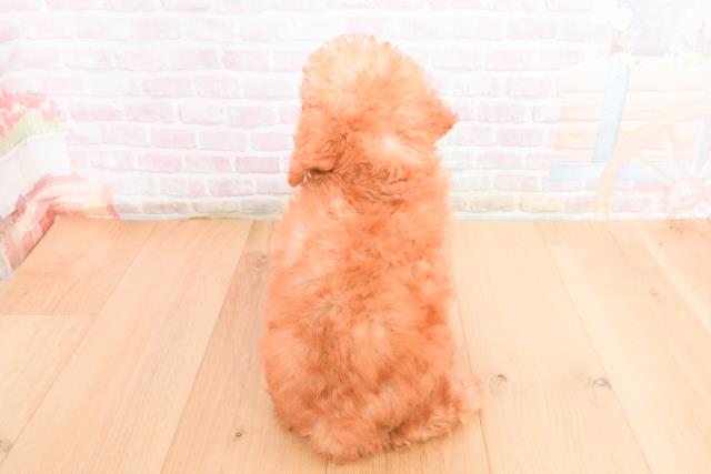 宮城県のトイプードル(トイ) (Coo&RIKU石巻店/2025年11月1日生まれ/男の子/レッド)の子犬の4枚目の画像