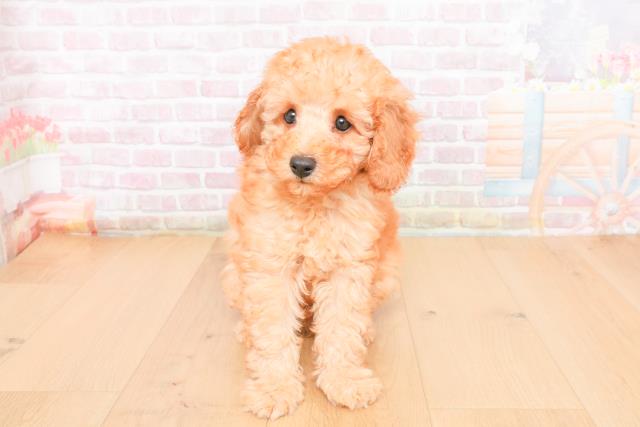 宮城県のトイプードル(トイ) (Coo&RIKU仙台太白店/2025年11月1日生まれ/男の子/レッド)の子犬の1枚目の画像