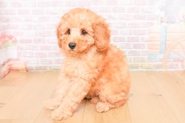 宮城県のトイプードル(トイ) (Coo&RIKU仙台太白店/2025年11月1日生まれ/男の子/レッド)の子犬の2枚目の画像