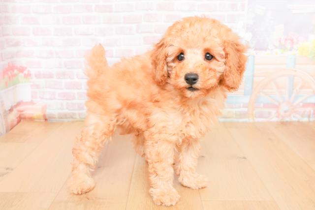 宮城県のトイプードル(トイ) (Coo&RIKU仙台太白店/2025年11月1日生まれ/男の子/レッド)の子犬の3枚目の画像