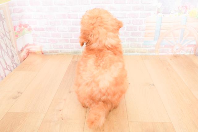 宮城県のトイプードル(トイ) (Coo&RIKU仙台太白店/2025年11月1日生まれ/男の子/レッド)の子犬の4枚目の画像