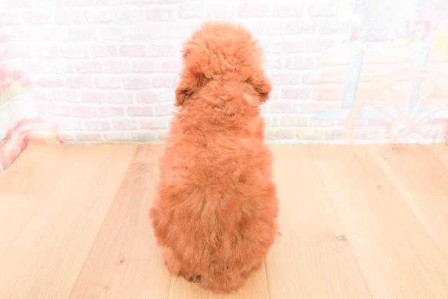 岩手県のトイプードル(トイ) (Coo&RIKU岩手盛岡店/2025年11月1日生まれ/女の子/レッド)の子犬の4枚目の画像