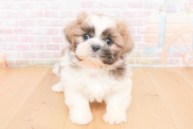 宮城県のシーズー (Coo&RIKU石巻店/2025年11月2日生まれ/男の子/グレーホワイト)の子犬