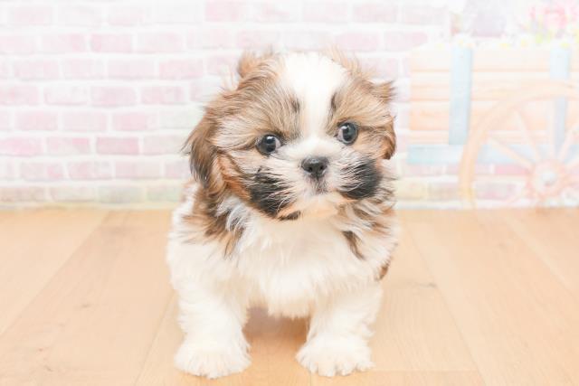 福島県のシーズー (Coo&RIKU福島店/2025年11月2日生まれ/女の子/ゴールドホワイト)の子犬の1枚目の画像