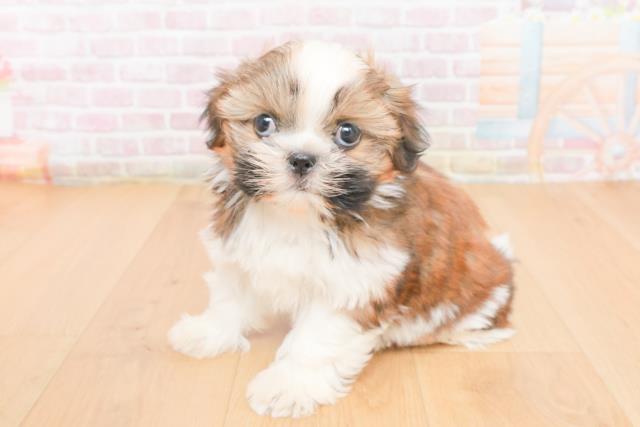 福島県のシーズー (Coo&RIKU福島店/2025年11月2日生まれ/女の子/ゴールドホワイト)の子犬の2枚目の画像