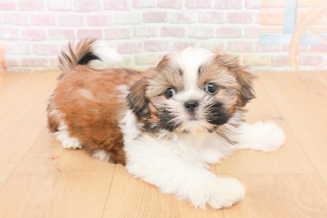 福島県のシーズー (Coo&RIKU福島店/2025年11月2日生まれ/女の子/ゴールドホワイト)の子犬の3枚目の画像