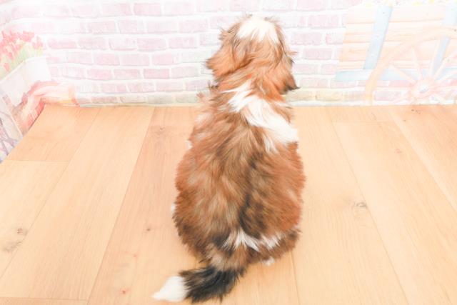 福島県のシーズー (Coo&RIKU福島店/2025年11月2日生まれ/女の子/ゴールドホワイト)の子犬の4枚目の画像