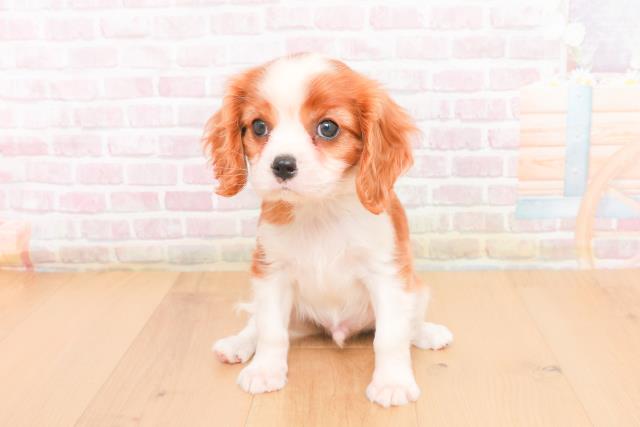 宮城県のキャバリアキングチャールズスパニエル (Coo&RIKUイオンタウン古川店/2025年11月2日生まれ/男の子/ブレンハイム)の子犬の1枚目の画像