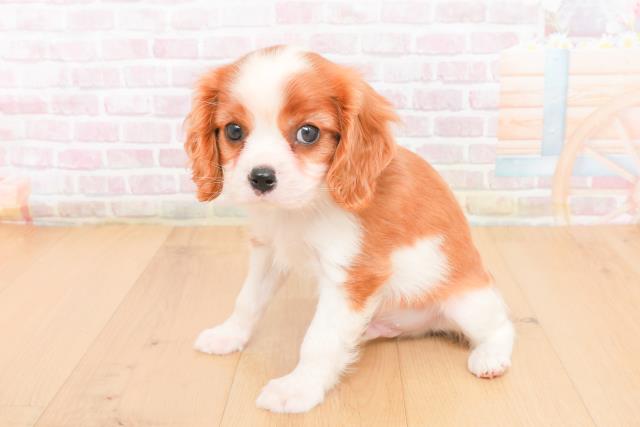 宮城県のキャバリアキングチャールズスパニエル (Coo&RIKUイオンタウン古川店/2025年11月2日生まれ/男の子/ブレンハイム)の子犬の2枚目の画像