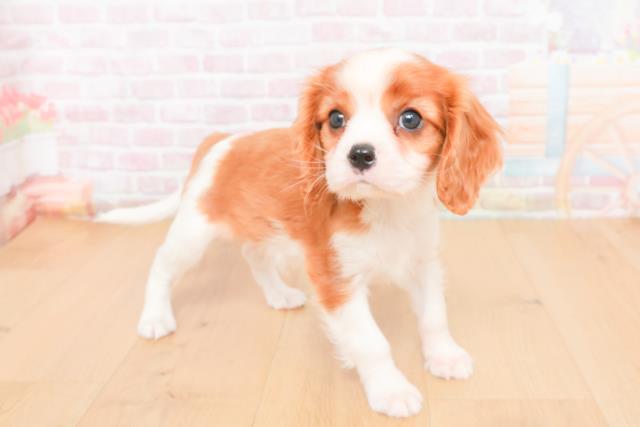 宮城県のキャバリアキングチャールズスパニエル (Coo&RIKUイオンタウン古川店/2025年11月2日生まれ/男の子/ブレンハイム)の子犬の3枚目の画像