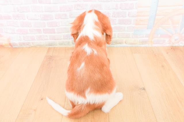 宮城県のキャバリアキングチャールズスパニエル (Coo&RIKUイオンタウン古川店/2025年11月2日生まれ/男の子/ブレンハイム)の子犬の4枚目の画像