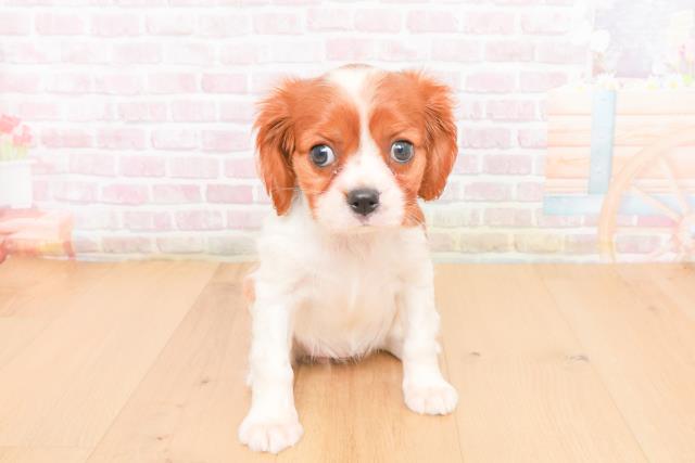 岩手県のキャバリアキングチャールズスパニエル (Coo&RIKU一関店/2025年11月2日生まれ/女の子/ブレンハイム)の子犬の1枚目の画像