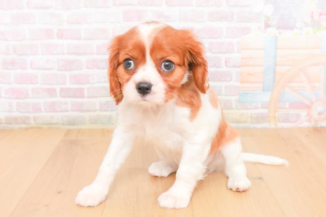 岩手県のキャバリアキングチャールズスパニエル (Coo&RIKU一関店/2025年11月2日生まれ/女の子/ブレンハイム)の子犬の2枚目の画像