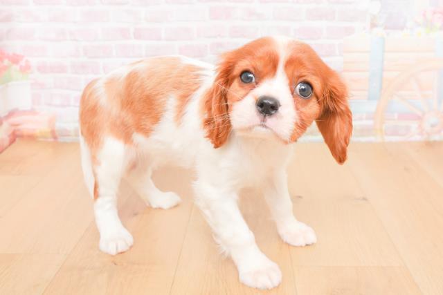 岩手県のキャバリアキングチャールズスパニエル (Coo&RIKU一関店/2025年11月2日生まれ/女の子/ブレンハイム)の子犬の3枚目の画像