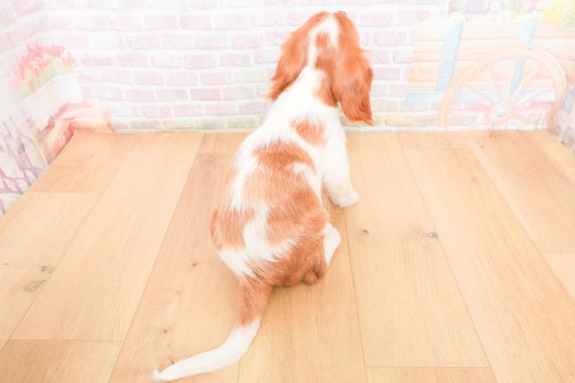 岩手県のキャバリアキングチャールズスパニエル (Coo&RIKU一関店/2025年11月2日生まれ/女の子/ブレンハイム)の子犬の4枚目の画像