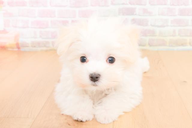 福島県のマルチーズ (Coo&RIKU郡山店/2025年10月20日生まれ/女の子/ホワイト)の子犬の1枚目の画像