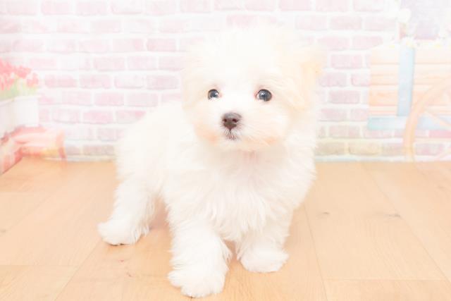 福島県のマルチーズ (Coo&RIKU郡山店/2025年10月20日生まれ/女の子/ホワイト)の子犬の3枚目の画像