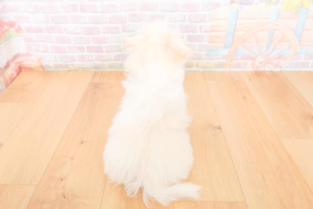 福島県のマルチーズ (Coo&RIKU郡山店/2025年10月20日生まれ/女の子/ホワイト)の子犬の4枚目の画像