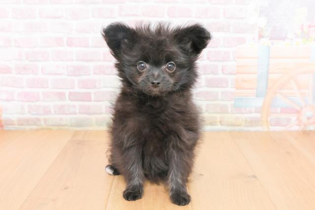 福島県のポメプー(ポメラニアン×プードル) (Coo&RIKU福島店/2025年10月23日生まれ/女の子/ブラック)の子犬の1枚目の画像