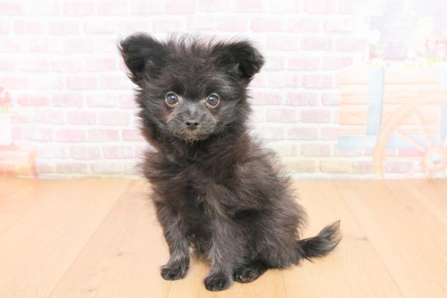 福島県のポメプー(ポメラニアン×プードル) (Coo&RIKU福島店/2025年10月23日生まれ/女の子/ブラック)の子犬の2枚目の画像