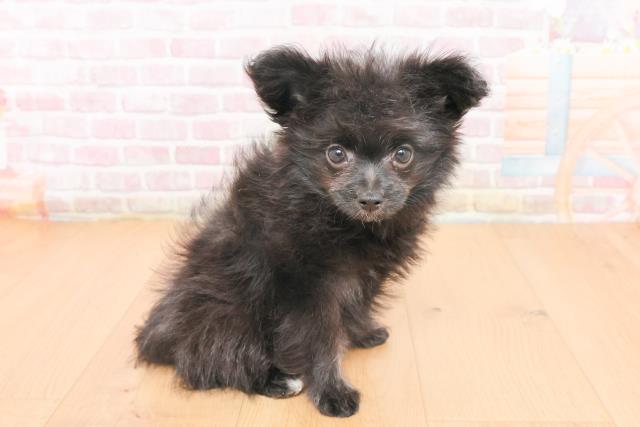 福島県のポメプー(ポメラニアン×プードル) (Coo&RIKU福島店/2025年10月23日生まれ/女の子/ブラック)の子犬の3枚目の画像