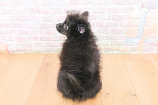 福島県のポメプー(ポメラニアン×プードル) (Coo&RIKU福島店/2025年10月23日生まれ/女の子/ブラック)の子犬の4枚目の画像