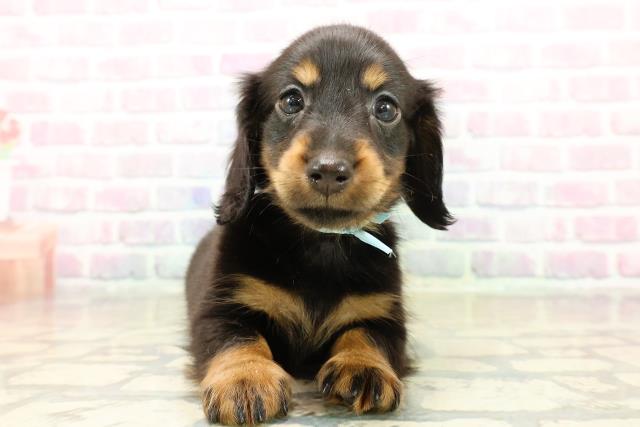 北海道のミニチュアダックスフンド(ロング) (Coo&RIKU札幌東店/2025年11月2日生まれ/男の子/ブラックタン)の子犬の1枚目の画像