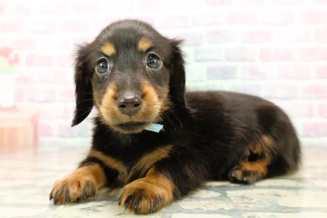 北海道のミニチュアダックスフンド(ロング) (Coo&RIKU札幌東店/2025年11月2日生まれ/男の子/ブラックタン)の子犬の2枚目の画像