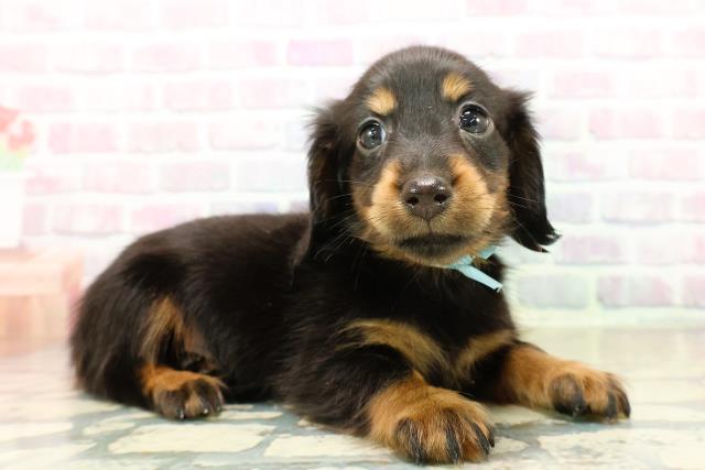 北海道のミニチュアダックスフンド(ロング) (Coo&RIKU札幌東店/2025年11月2日生まれ/男の子/ブラックタン)の子犬の3枚目の画像