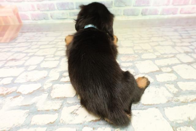 北海道のミニチュアダックスフンド(ロング) (Coo&RIKU札幌東店/2025年11月2日生まれ/男の子/ブラックタン)の子犬の4枚目の画像