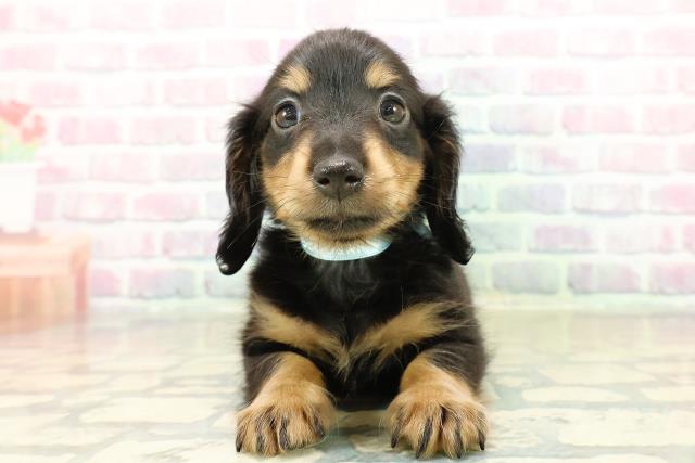 長野県のミニチュアダックスフンド(ロング) (Coo&RIKU長野店/2025年11月2日生まれ/男の子/ブラックタン)の子犬の1枚目の画像