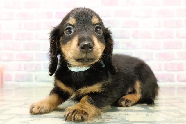 長野県のミニチュアダックスフンド(ロング) (Coo&RIKU長野店/2025年11月2日生まれ/男の子/ブラックタン)の子犬の2枚目の画像