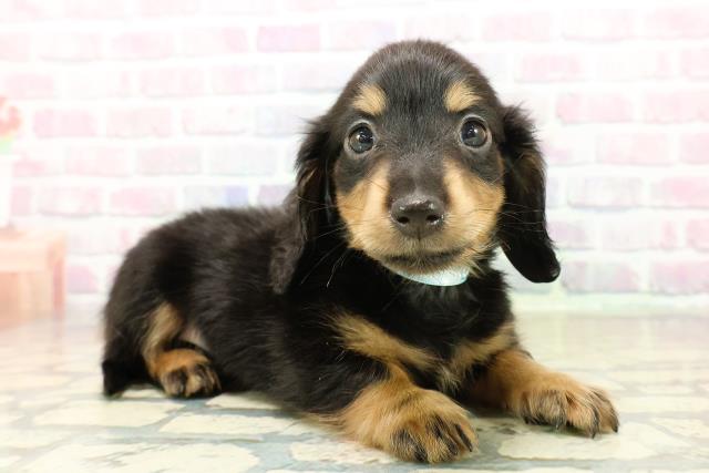 長野県のミニチュアダックスフンド(ロング) (Coo&RIKU長野店/2025年11月2日生まれ/男の子/ブラックタン)の子犬の3枚目の画像