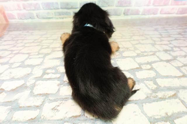 長野県のミニチュアダックスフンド(ロング) (Coo&RIKU長野店/2025年11月2日生まれ/男の子/ブラックタン)の子犬の4枚目の画像