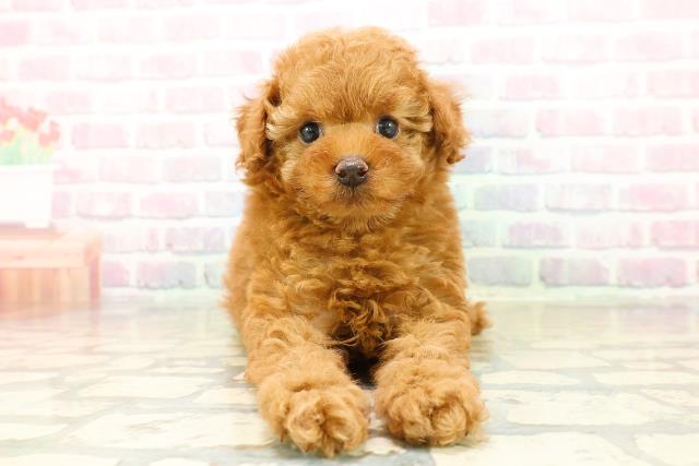 神奈川県のトイプードル(トイ) (Coo&RIKU横浜青葉店/2025年11月2日生まれ/女の子/レッド)の子犬の1枚目の画像