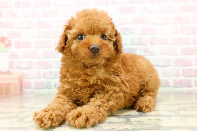 神奈川県のトイプードル(トイ) (Coo&RIKU横浜青葉店/2025年11月2日生まれ/女の子/レッド)の子犬の2枚目の画像