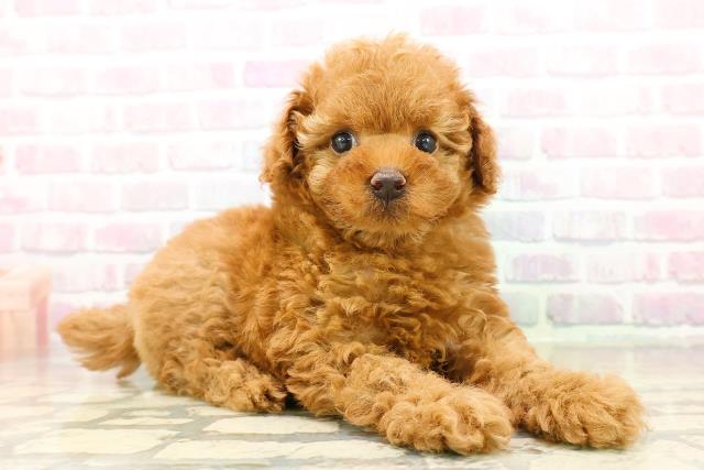 神奈川県のトイプードル(トイ) (Coo&RIKU横浜青葉店/2025年11月2日生まれ/女の子/レッド)の子犬の3枚目の画像