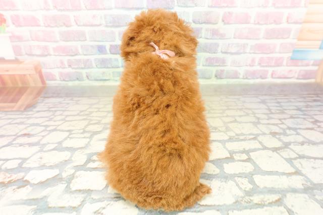 神奈川県のトイプードル(トイ) (Coo&RIKU横浜青葉店/2025年11月2日生まれ/女の子/レッド)の子犬の4枚目の画像