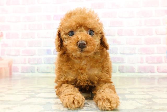 トイ・プードル