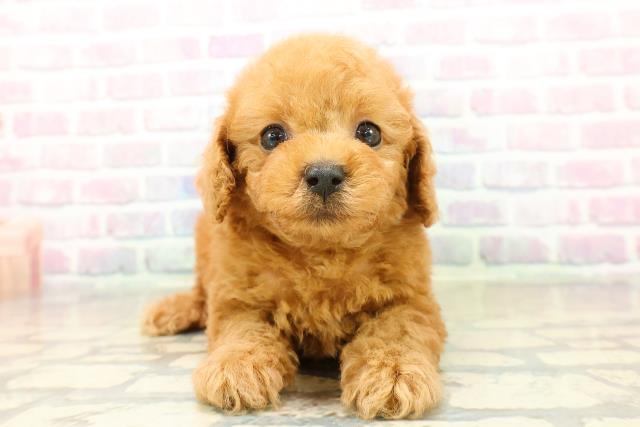 福島県のトイプードル(トイ) (Coo&RIKU郡山店/2025年11月2日生まれ/男の子/アプリコット)の子犬の1枚目の画像