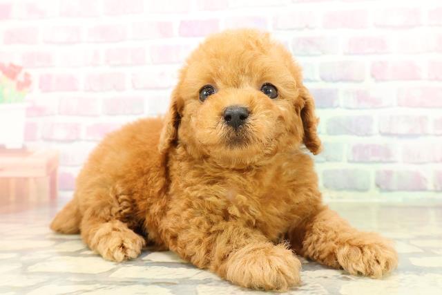 福島県のトイプードル(トイ) (Coo&RIKU郡山店/2025年11月2日生まれ/男の子/アプリコット)の子犬の3枚目の画像