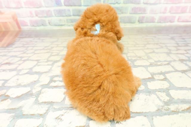 福島県のトイプードル(トイ) (Coo&RIKU郡山店/2025年11月2日生まれ/男の子/アプリコット)の子犬の4枚目の画像