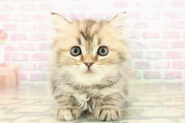 青森県のミヌエット (Coo&RIKU弘前店/2025年11月2日生まれ/女の子/ブラウンパッチドタビー)の子猫の1枚目の画像