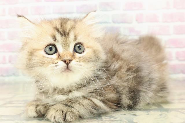 青森県のミヌエット (Coo&RIKU弘前店/2025年11月2日生まれ/女の子/ブラウンパッチドタビー)の子猫の2枚目の画像