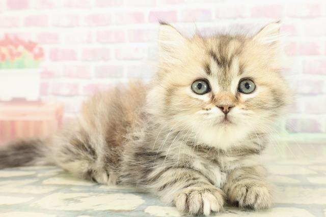 青森県のミヌエット (Coo&RIKU弘前店/2025年11月2日生まれ/女の子/ブラウンパッチドタビー)の子猫の3枚目の画像