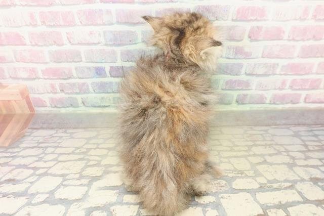 青森県のミヌエット (Coo&RIKU弘前店/2025年11月2日生まれ/女の子/ブラウンパッチドタビー)の子猫の4枚目の画像