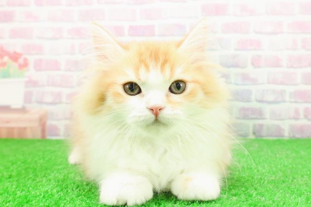 新潟県のミヌエット (Coo&RIKU新潟東店/2025年11月2日生まれ/男の子/レッドタビーホワイト)の子猫の1枚目の画像