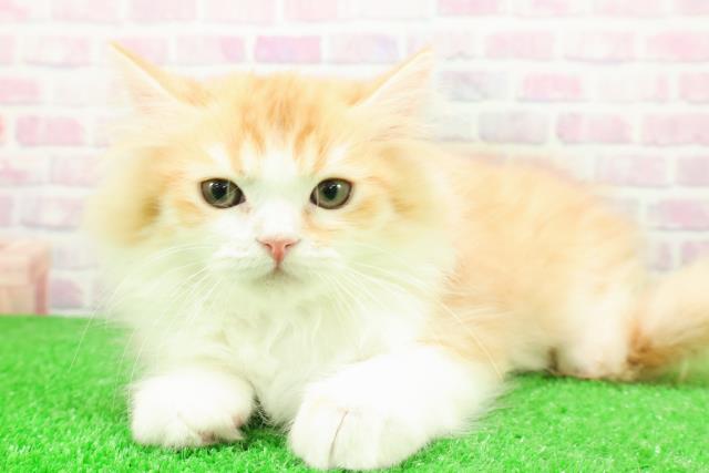 新潟県のミヌエット (Coo&RIKU新潟東店/2025年11月2日生まれ/男の子/レッドタビーホワイト)の子猫の2枚目の画像